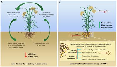 Exploring the potential of Bacillus for crop productivity and sustainable solution for combating rice false smut disease